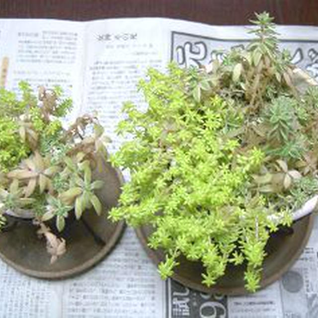 植物の大掃除