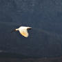 佐渡で会える美しい朱鷺！＠新潟県佐渡市