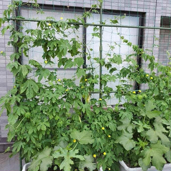 6月21日のバルコニー菜園　オクラが咲き始めました