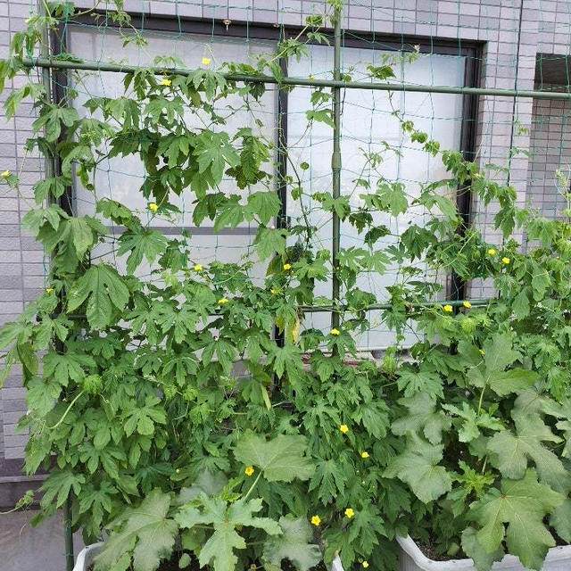6月21日のバルコニー菜園　オクラが咲き始めました