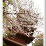 葉桜と暖かい春の始まり　「のほほん」とした猫達