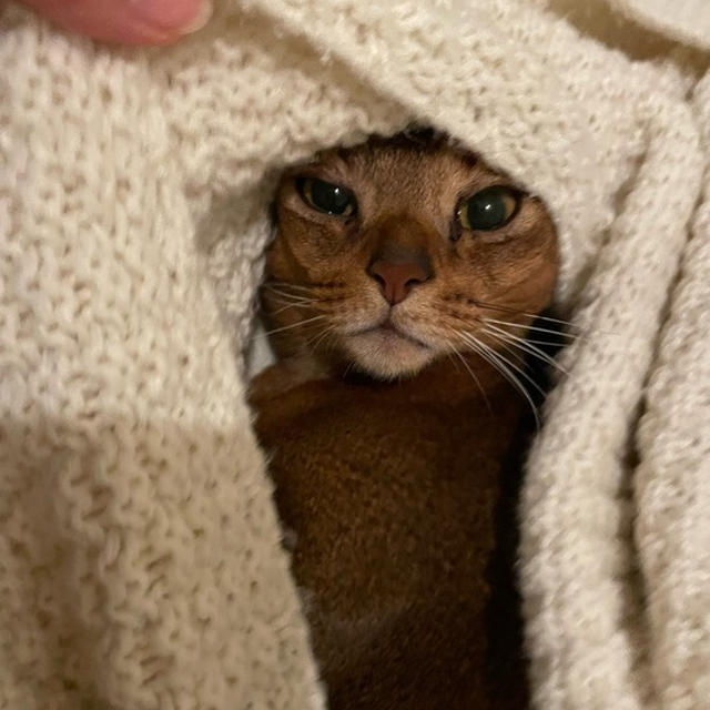 毛布もぐりの達人さんの朝のひと時と、楽天で見つけた猫グッズ
