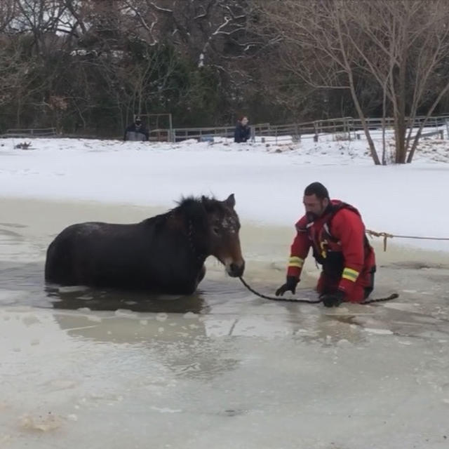 【感謝】動物達を救え！凍結した池から　海から動物たちをレスキュー！