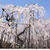伏姫桜♪