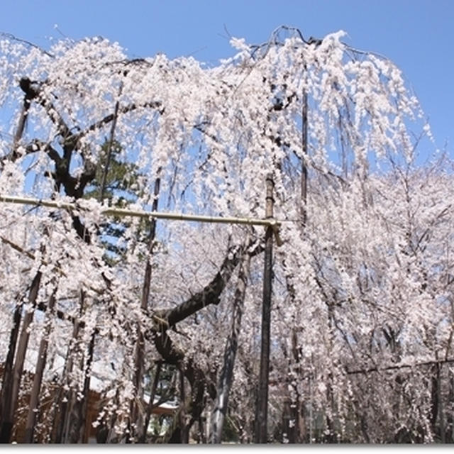 伏姫桜♪