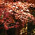 山中・鶴仙渓☆紅葉☆