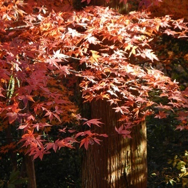 山中・鶴仙渓☆紅葉☆