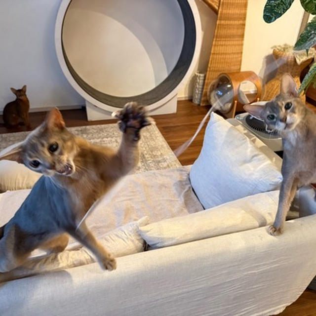 みんニャで紐で遊んだ　ぼくたんの顔がずっとキュルンだった