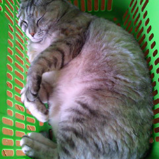 猫in買い物かご