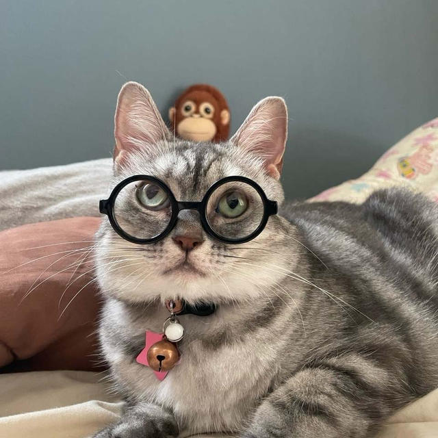 娘が猫ちゃんにプレゼントしたものとは！