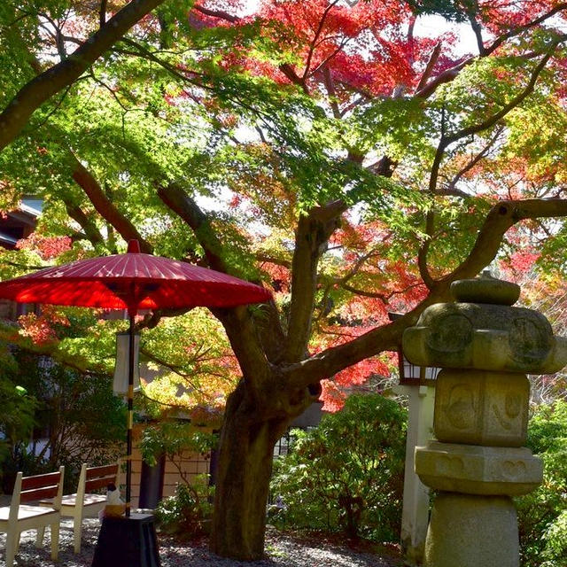 鎌倉宮の美しい紅葉と可愛らしい七五三に癒されました♪