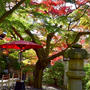 鎌倉宮の美しい紅葉と可愛らしい七五三に癒されました♪