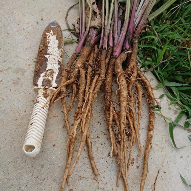 お野菜加工デイ・・・・ミニゴボウ初収穫♪