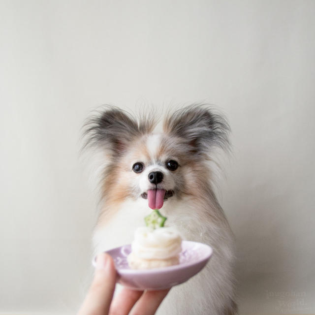 ■そうめんを犬に食べさせる時のコツとレシピ♡