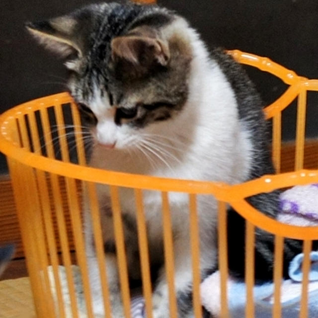 仔猫物語23　ヤンチャすぎる遊び②