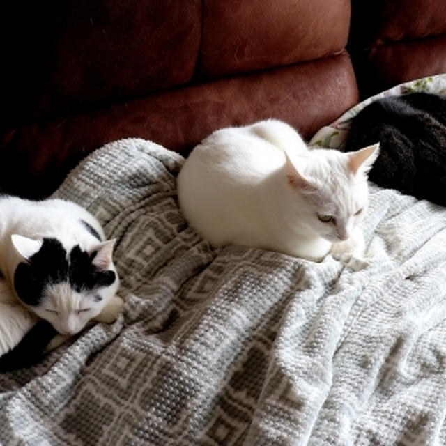 我が家の3人衆・・にゃ♪