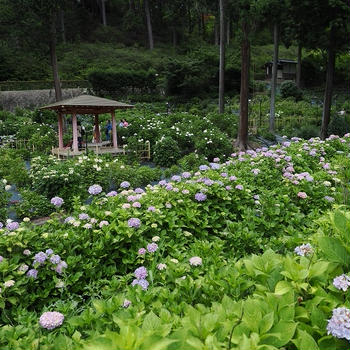 ご案内　萬福寺、三室戸寺