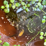 金魚の稚魚飼育その後