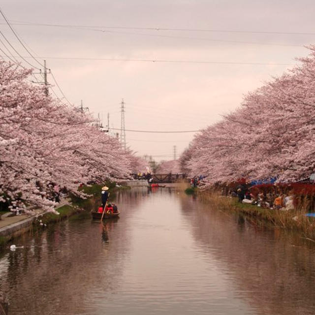 今年の桜、とチャビのランチ弁当