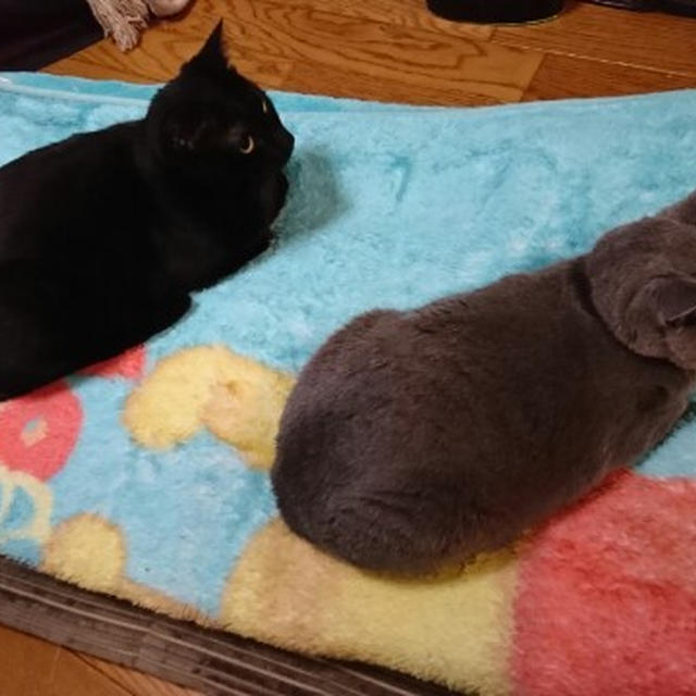 【小梅・さくら通信】なぜか同じポーズをとる2匹