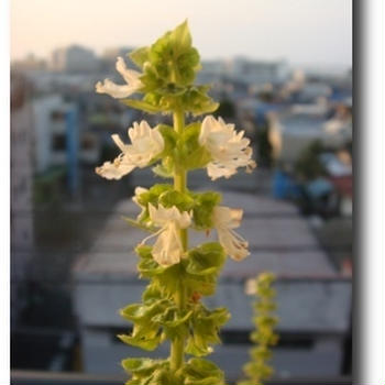 バジルの花が咲きました