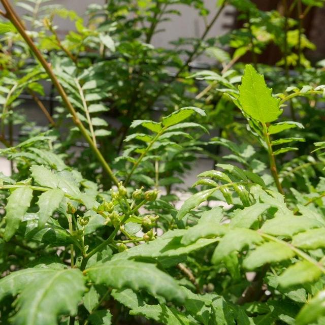 山椒の花2023、最近撮った写真は#ameba写真部