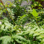 山椒の花2023、最近撮った写真は#ameba写真部