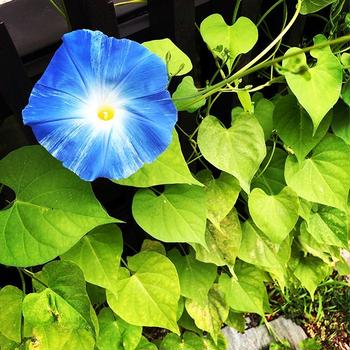 【Instagram】本日は朝顔が開花！梅雨の鬱屈した気持ちが吹っ飛んだ！花の成長に一喜一憂するのも豊かだな#あさがお #アサガオ #朝顔 #開花