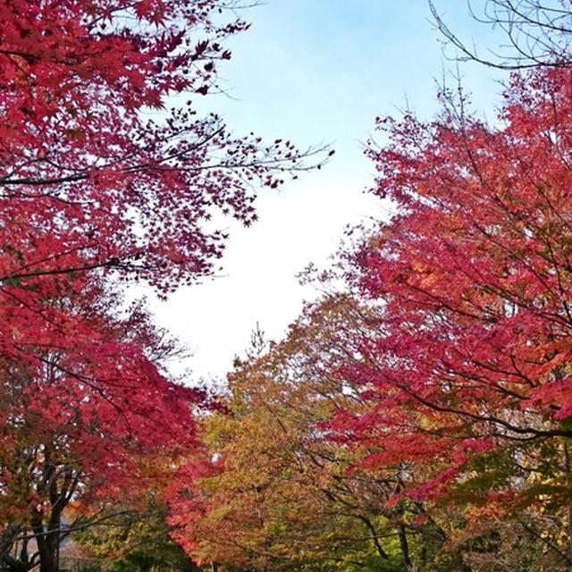 小麦酵母のパンとTKG★紅葉狩り能勢～篠山散歩