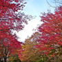 小麦酵母のパンとTKG★紅葉狩り能勢～篠山散歩