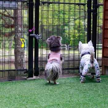 犬たちの好奇心が止まらない宿の朝