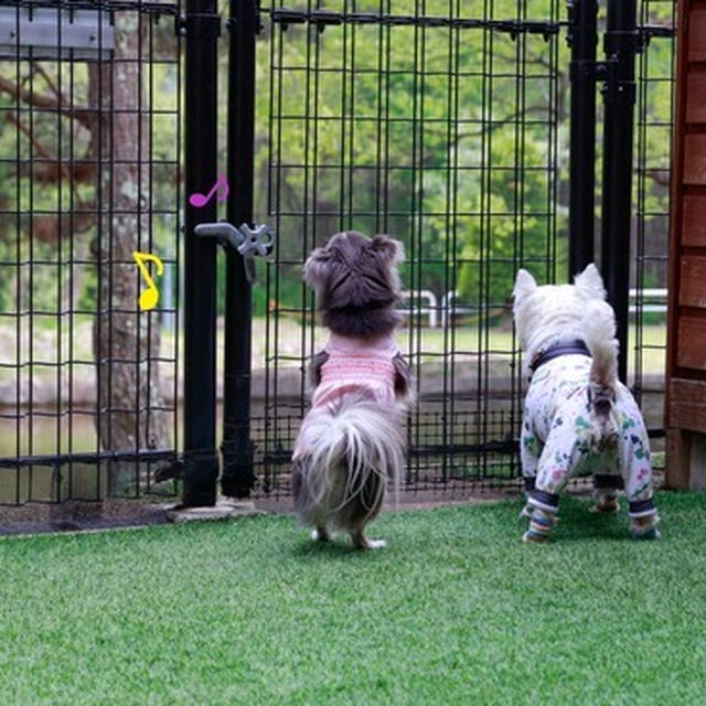 犬たちの好奇心が止まらない宿の朝