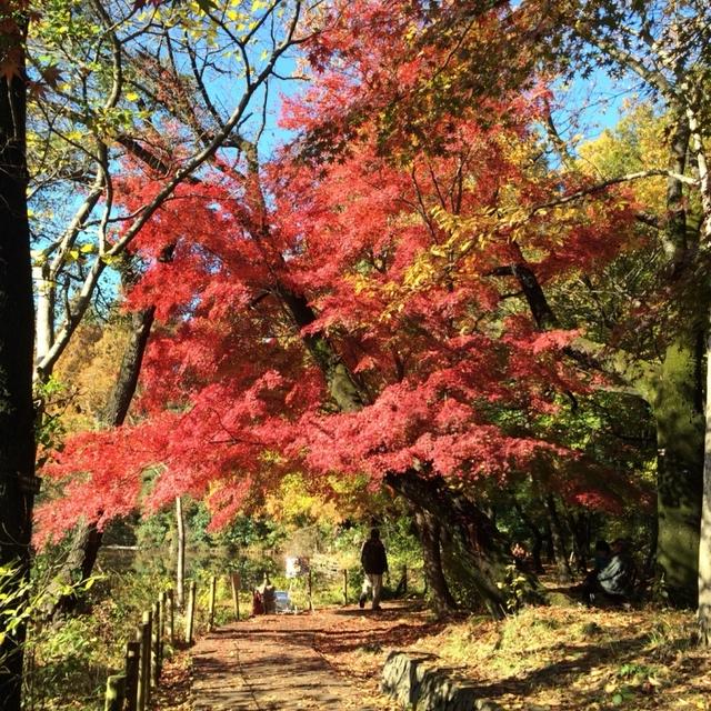 プチ紅葉を楽しみに…