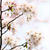 Sakura*