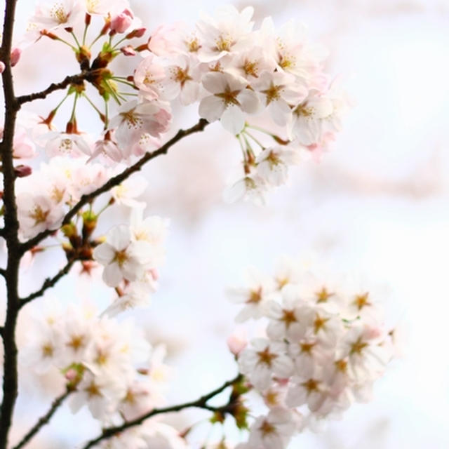 Sakura*