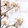 Sakura*