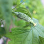 ６月の野菜