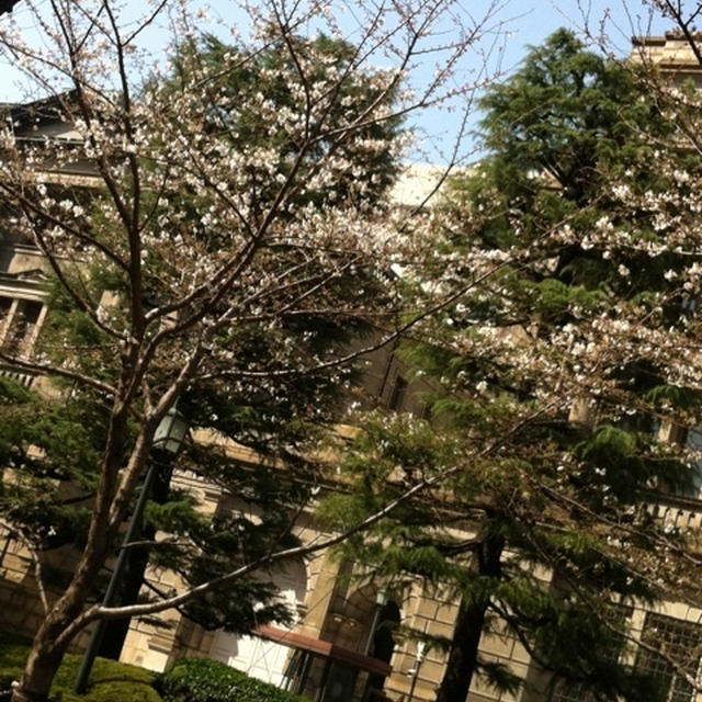 日銀前の桜