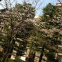 日銀前の桜