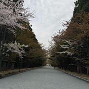 北海道神宮の桜と赤ワインブレッド