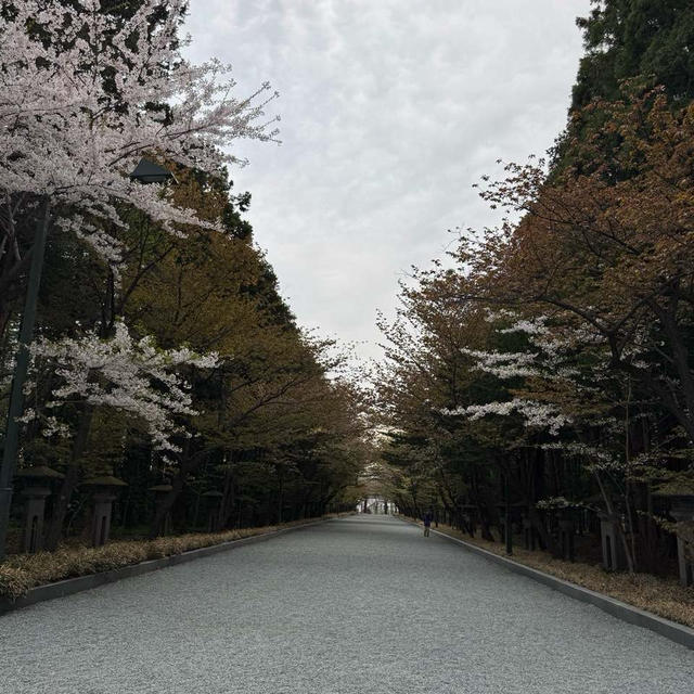 北海道神宮の桜と赤ワインブレッド