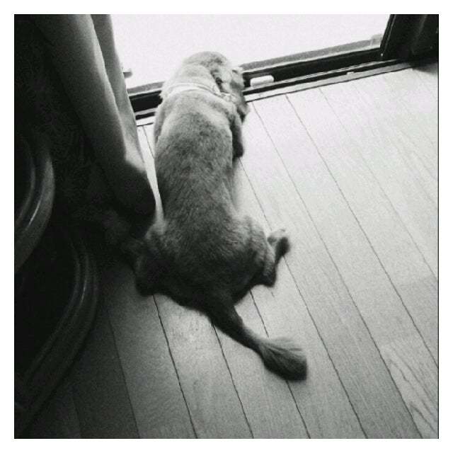わんこのカットに悩む。