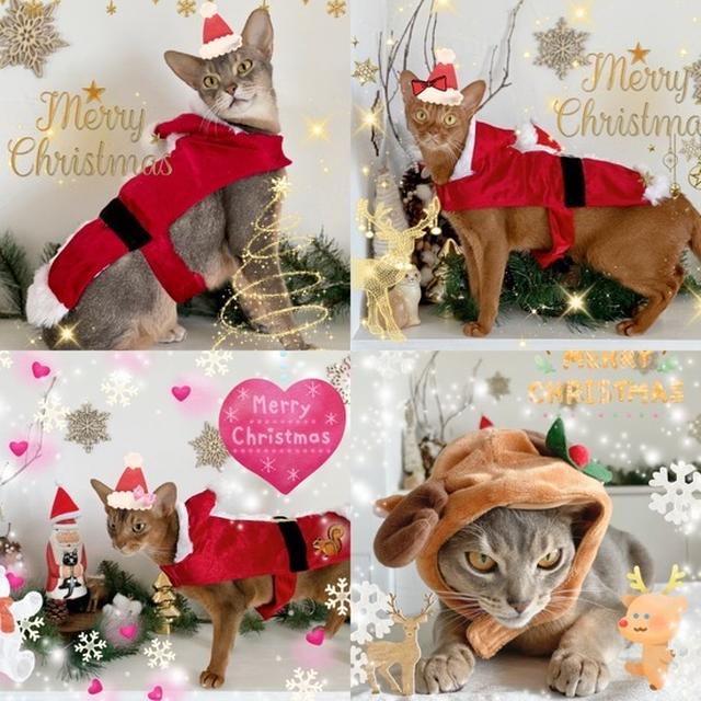 メリークリスニャス🎄　＆ニャンズのクリスマスプレゼント♪