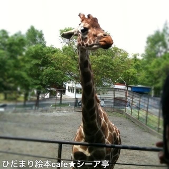 旭山動物園！