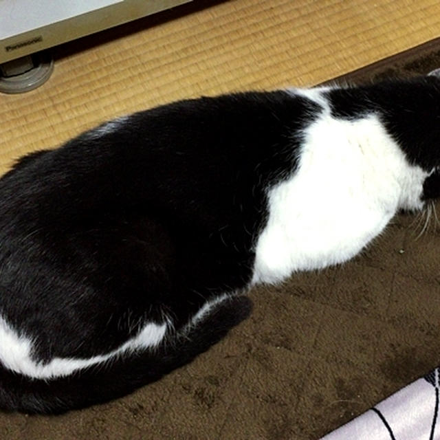おネムなミーさん