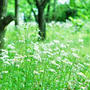 秘密の花園　（わたしのお気に入り）