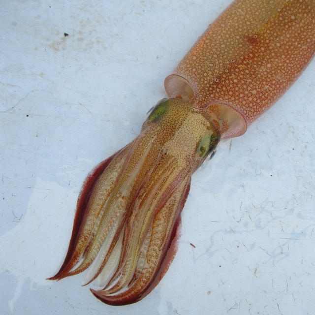 【茨城・鹿島】沖漬けが食べたくなってヤリイカ