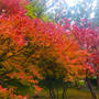 紅葉と食べ歩き