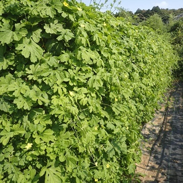 秋ジャガイモ種芋植え付け＆ピーマン収穫☆葉山農園（9月中旬）