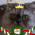 もっちもちバナナパン ＆ ＃猫にモテモテ X’masフレーム♡(=^・^=)♪